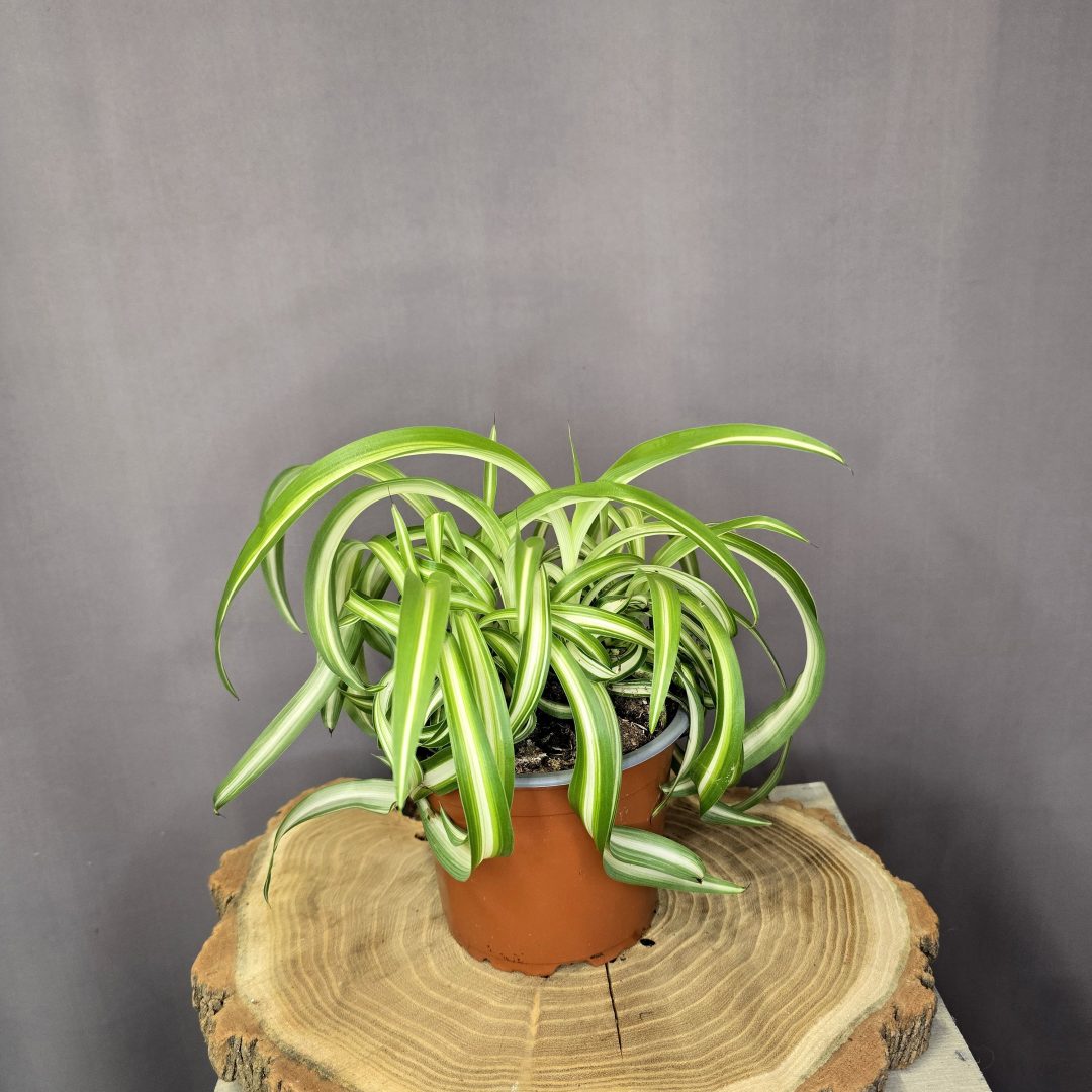 Chlorophytum Bonnie csavartlevelű csokrosinda spirálos levelű szobanövény cserépben