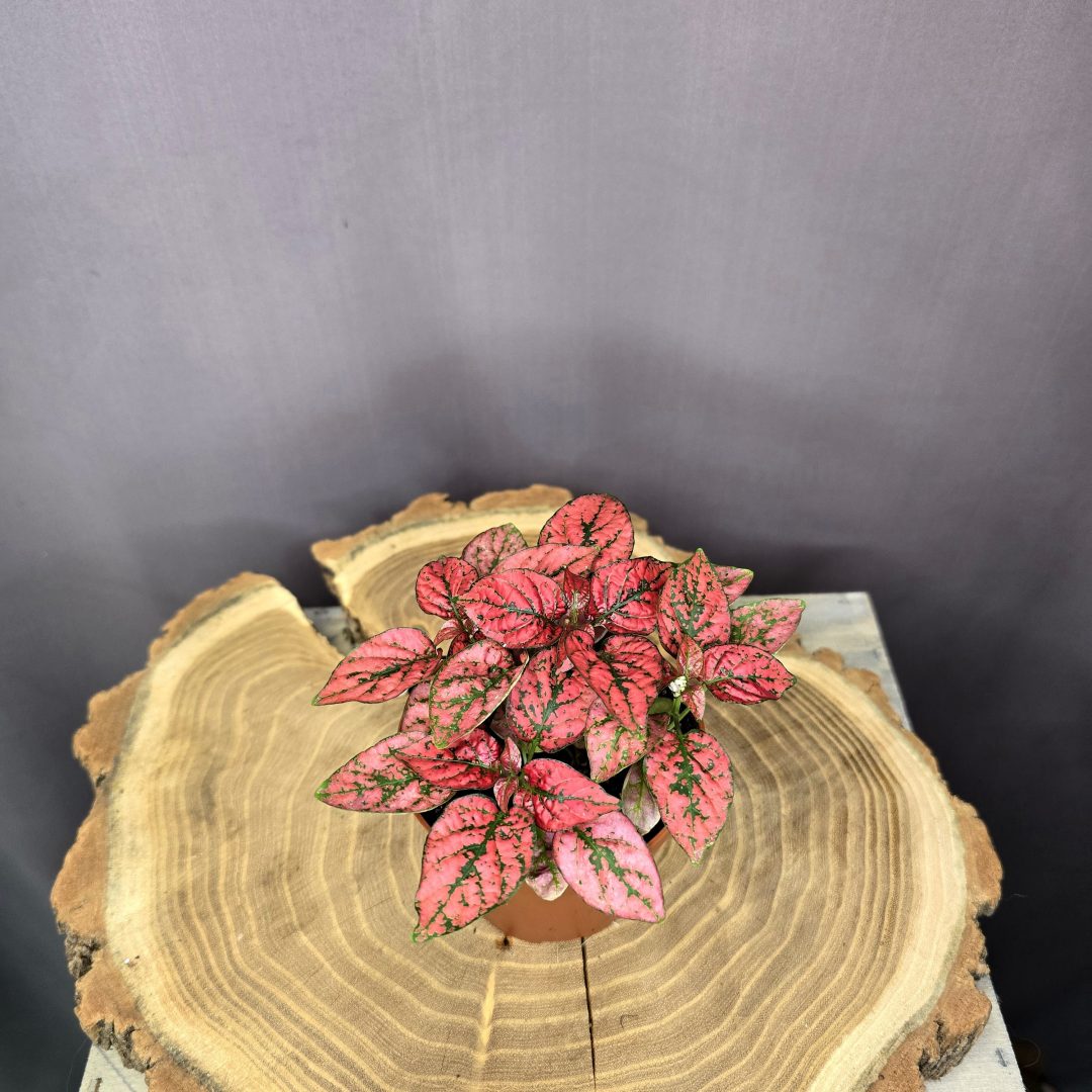 Hypoestes szobanövény színes pöttyös levelű dísznövény cserépben