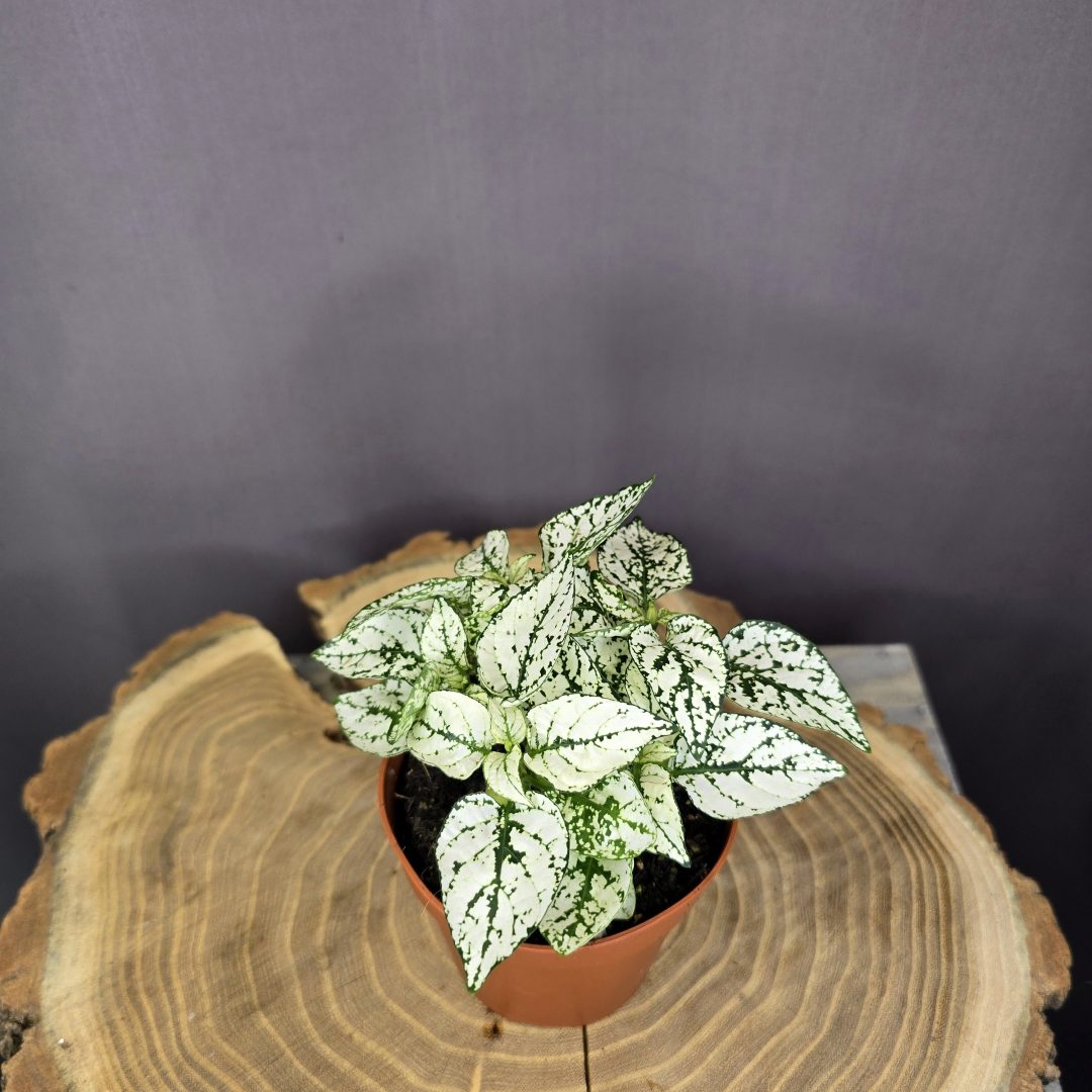 Hypoestes szobanövény színes pöttyös levelű dísznövény cserépben