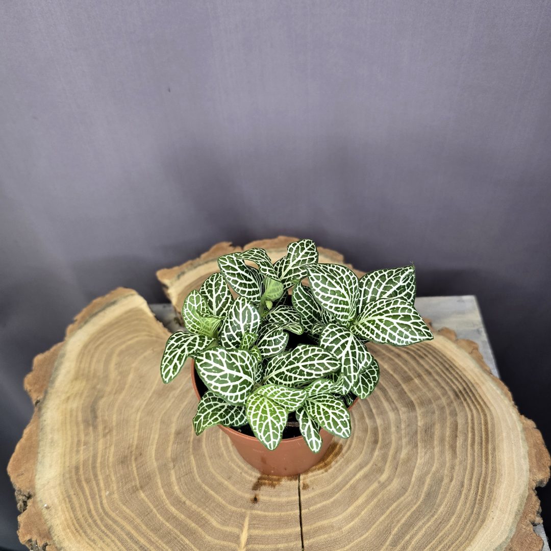 Fittonia - Hálóslevél