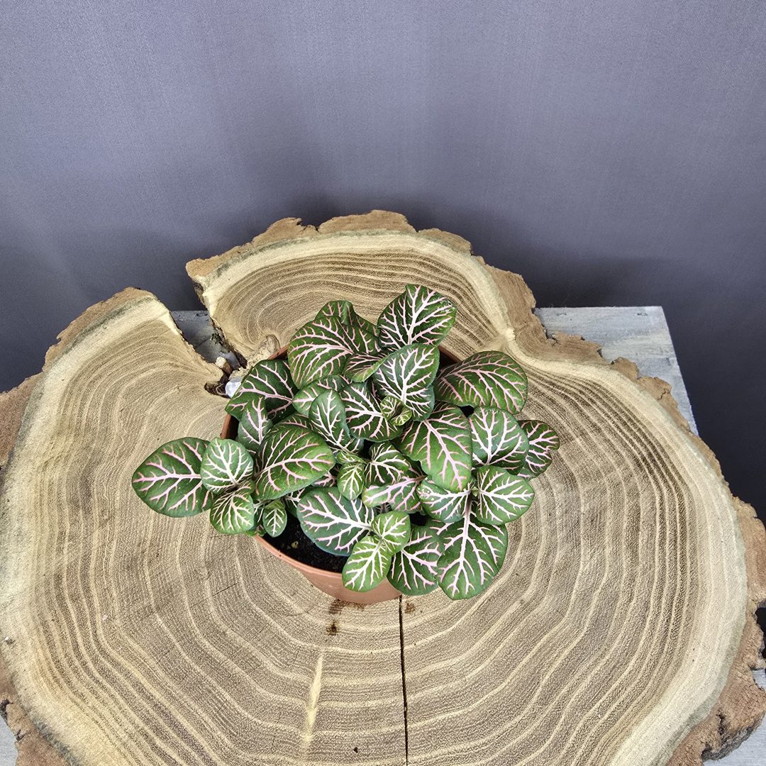 Fittonia - Hálóslevél