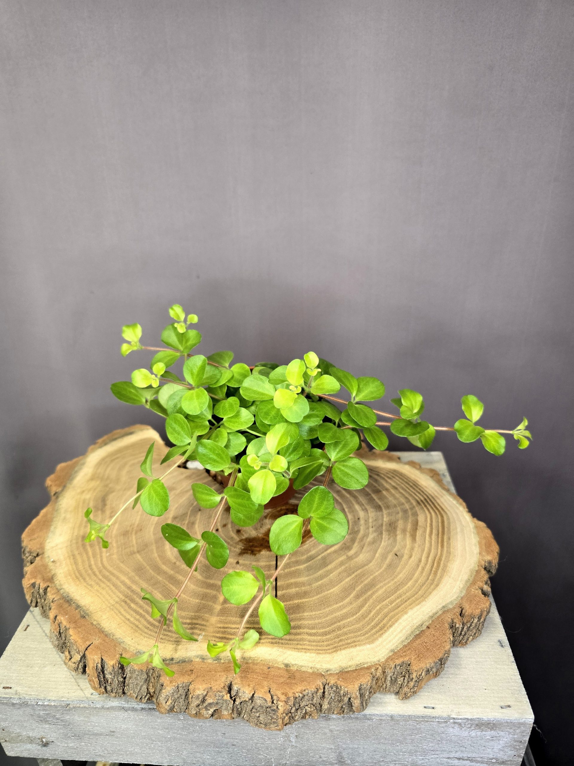 Peperomia rotundifolia szobanövény apró levelű csüngő dísznövény cserépben