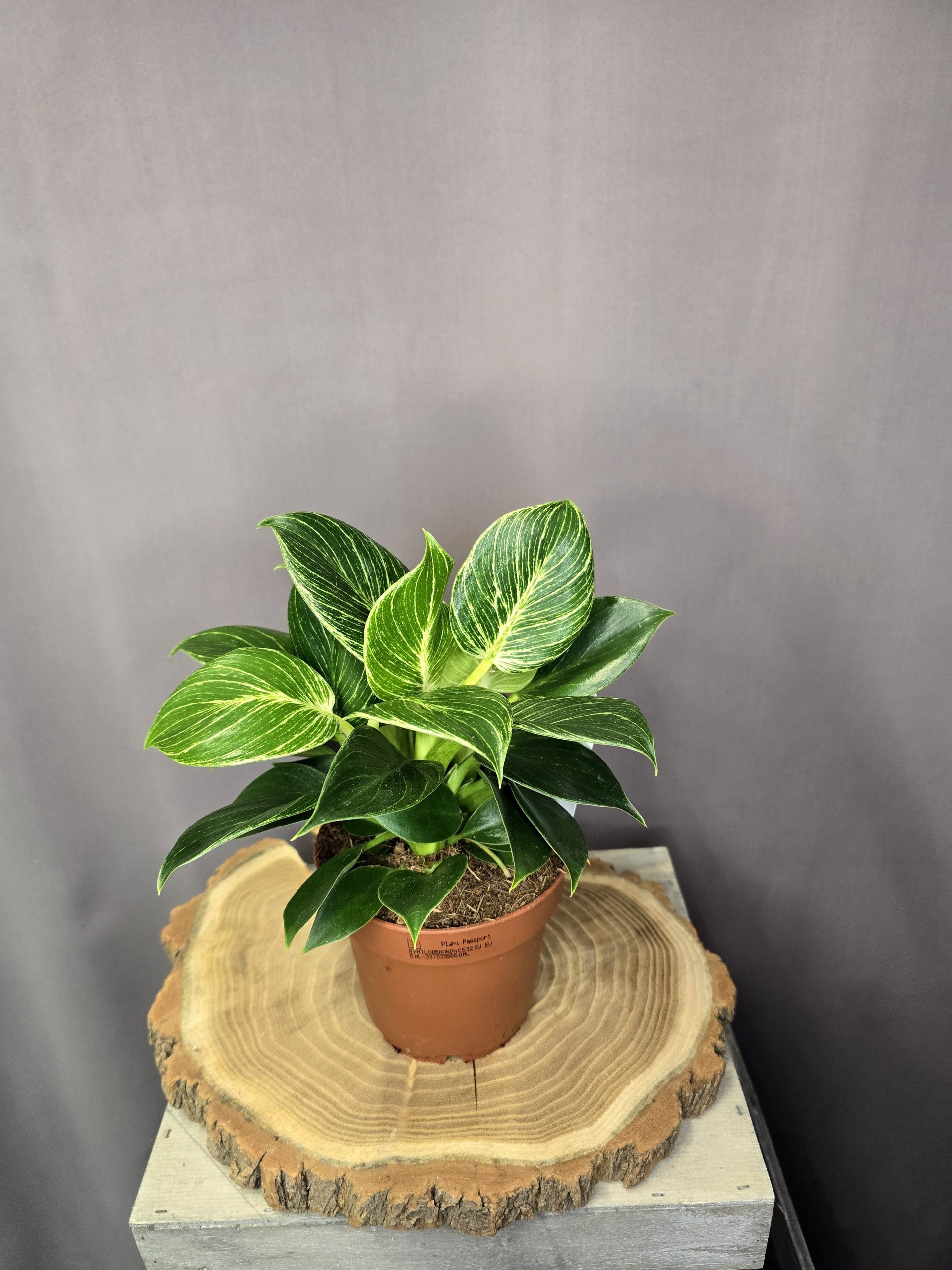 Philodendron Birkin szobanövény fehér csíkos levelű dísznövény cserépben