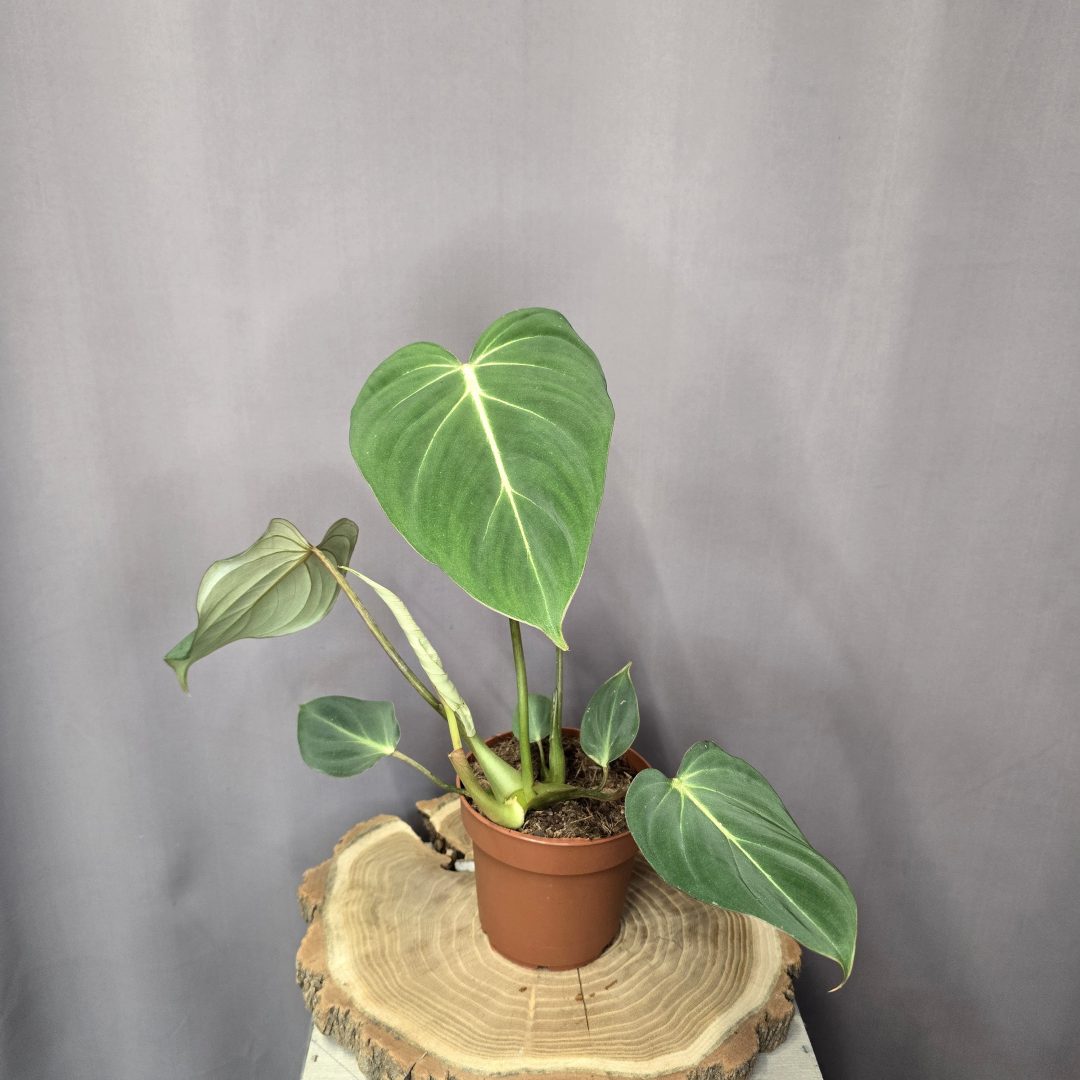 Philodendron Gloriosum szobanövény bársonyos levelű különleges filodendron cserépben
