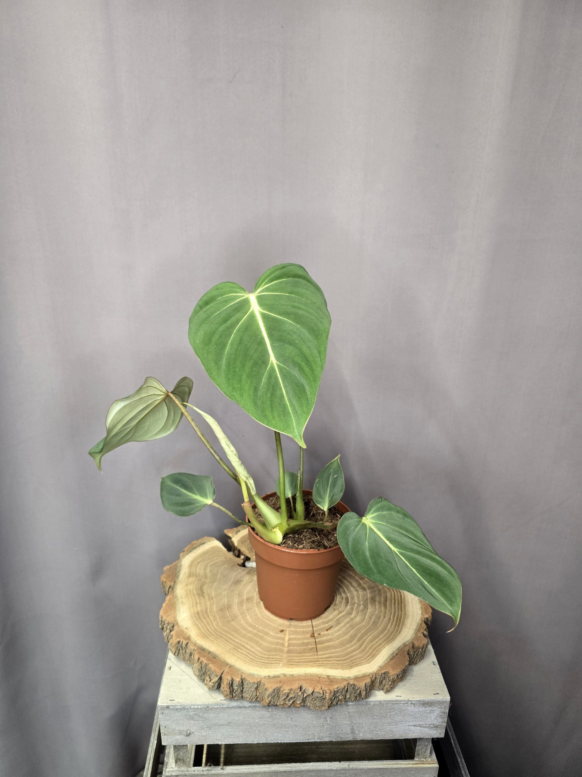 Philodendron Gloriosum szobanövény bársonyos levelű különleges filodendron cserépben
