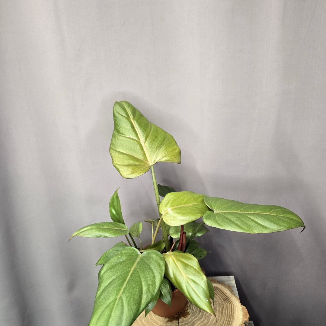 Philodendron Summer Glory szobanövény nagy, fényes levelű trópusi dísznövény cserépben