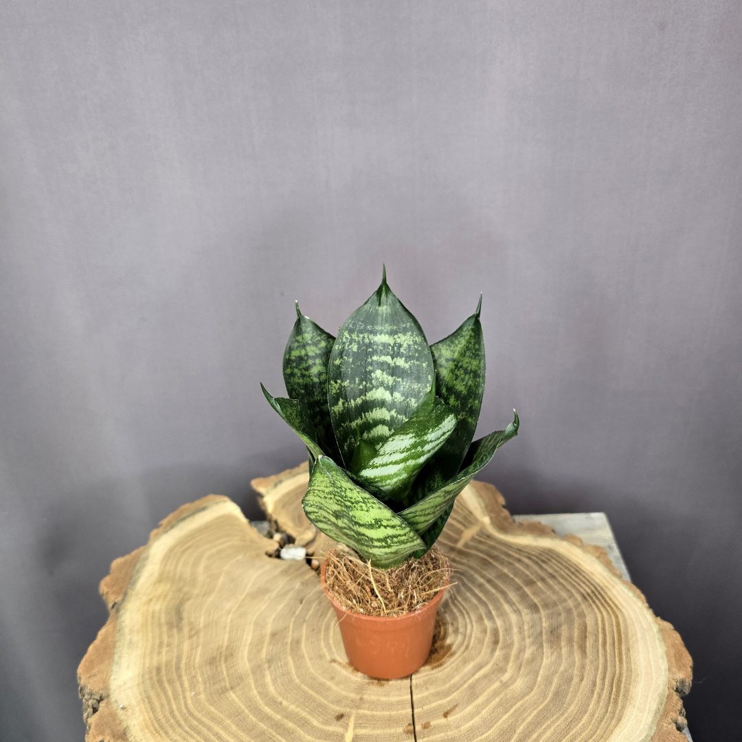 Sansevieria hahnii Tiger Star szobanövény tarka levelű, kompakt dísznövény cserépben