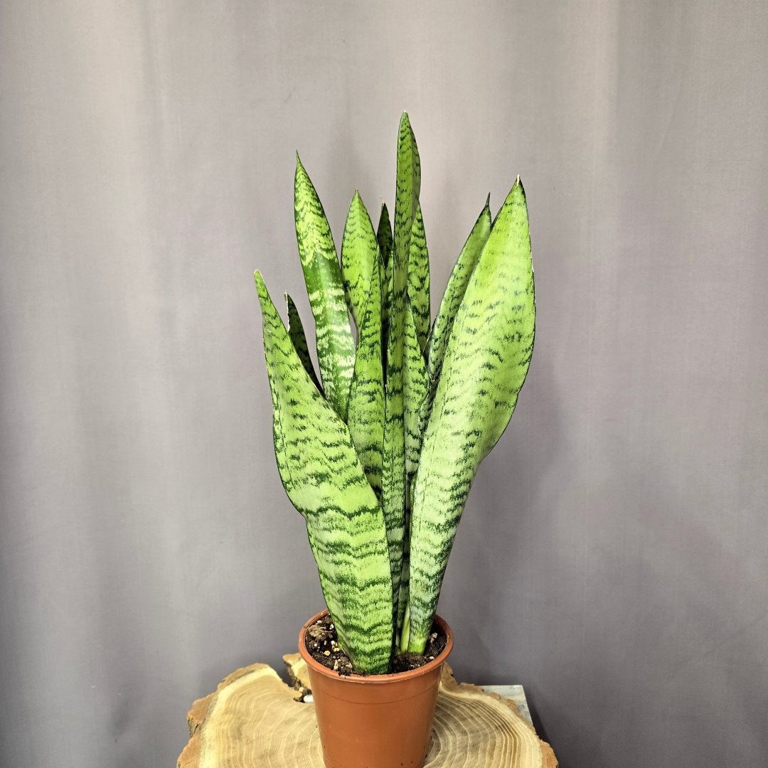 Sansevieria Zeylanica szobanövény kard alakú levelű strapabíró dísznövény cserépben