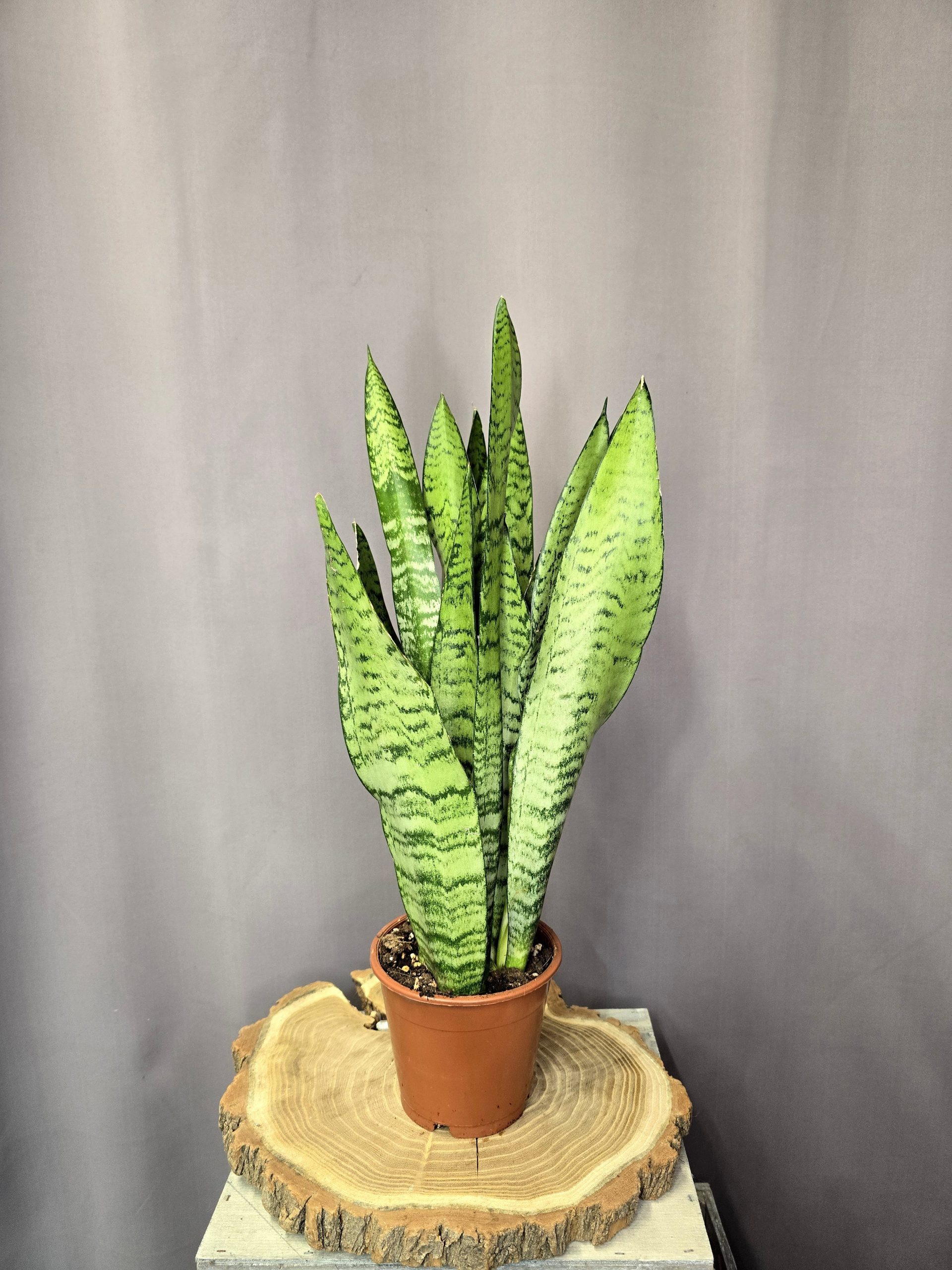 Sansevieria Zeylanica szobanövény kard alakú levelű strapabíró dísznövény cserépben