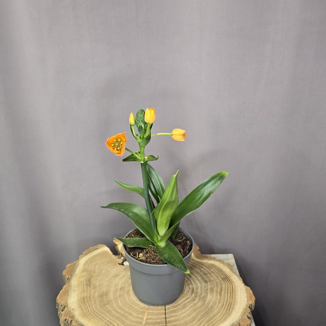 Narancsszínű madártej szobanövény élénk narancs virágokkal cserépben