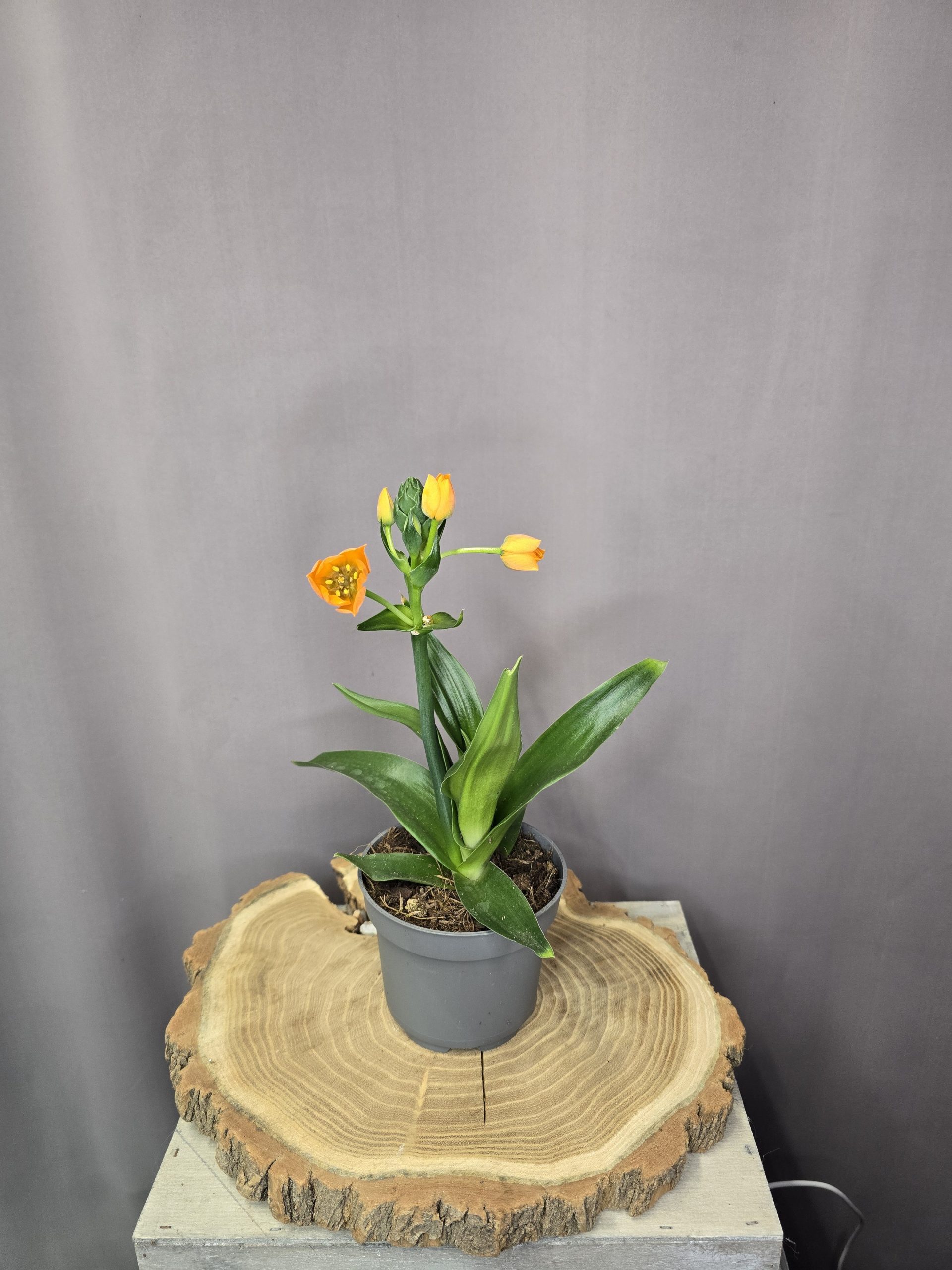 Narancsszínű madártej szobanövény élénk narancs virágokkal cserépben