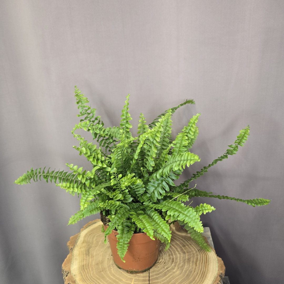 Nephrolepis Green Lady szobanövény dús lombú, zöld páfrány cserépben