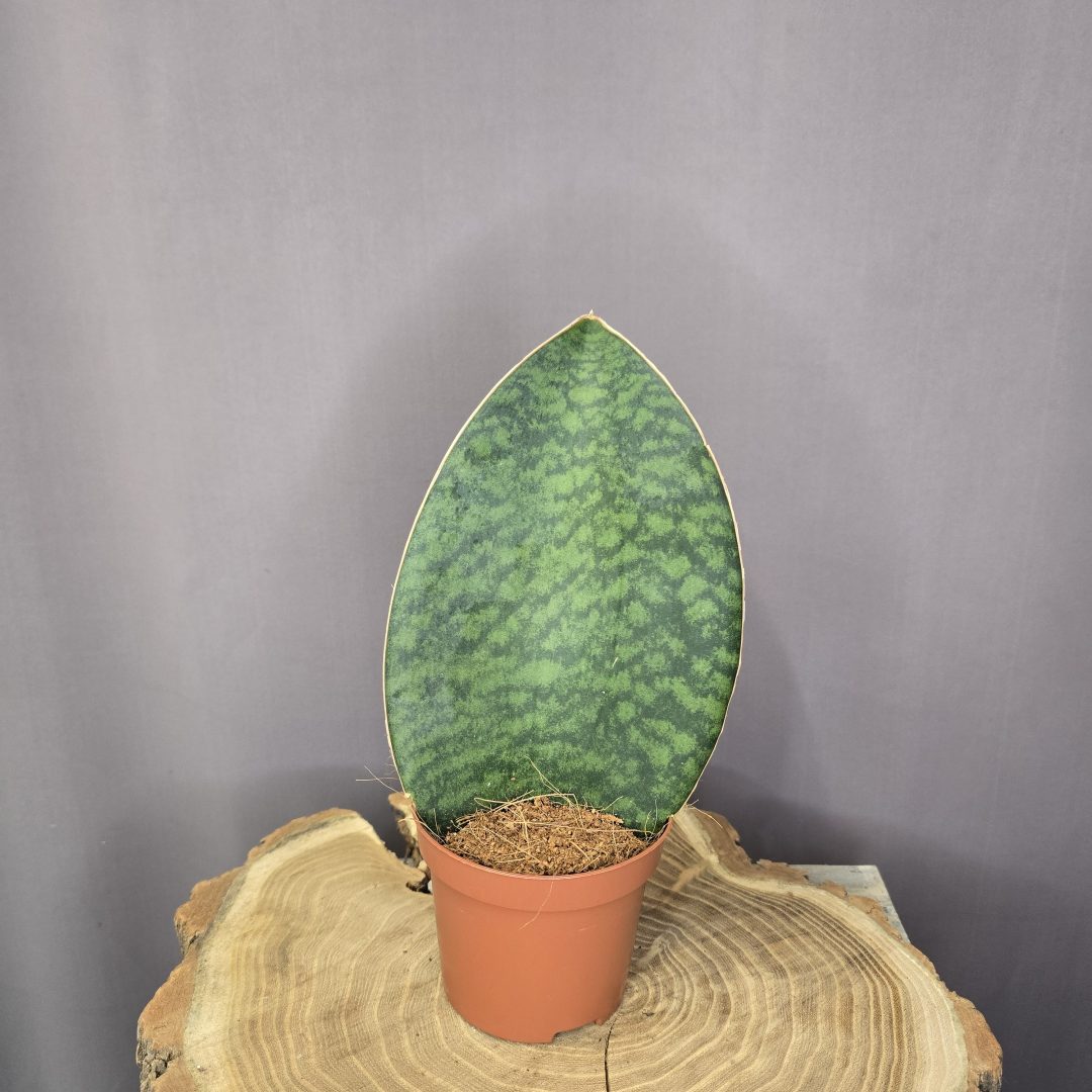 Sansevieria Masoniana Victoria szobanövény széles levelű, márványozott anyósnyelv cserépben
