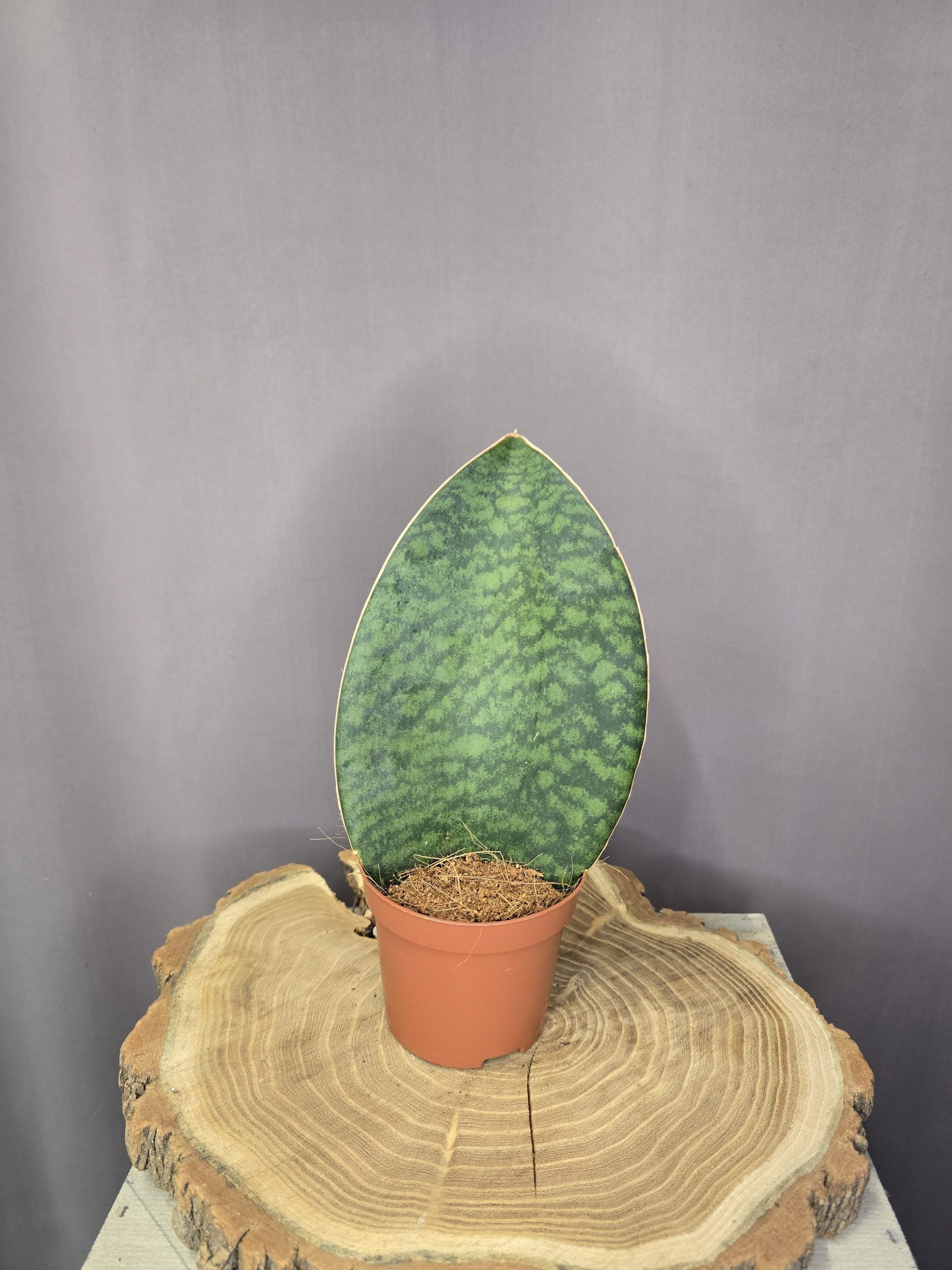 Sansevieria Masoniana Victoria szobanövény széles levelű, márványozott anyósnyelv cserépben