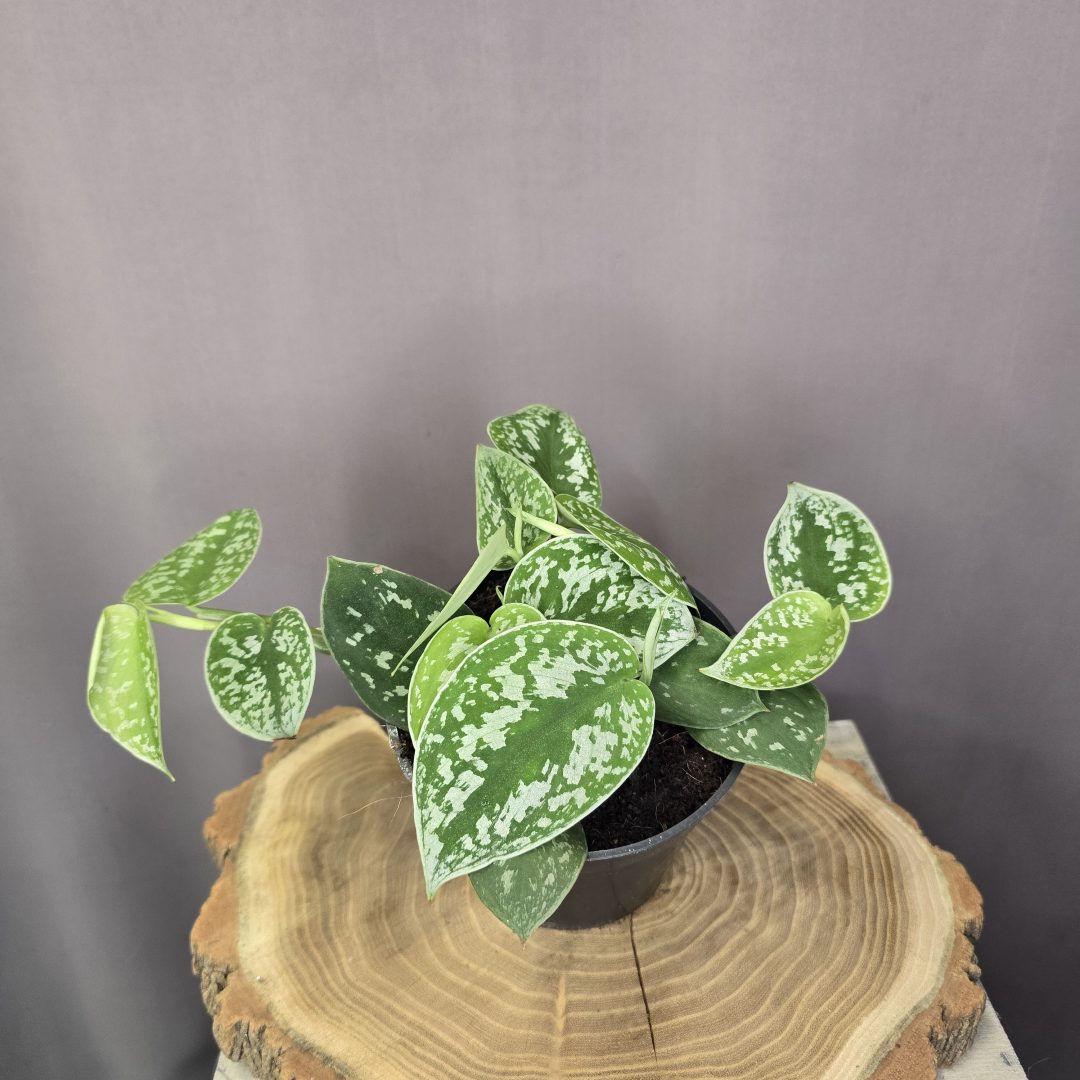 Scindapsus pictus Argyraeus szobanövény ezüstösen mintázott levelű futónövény cserépben