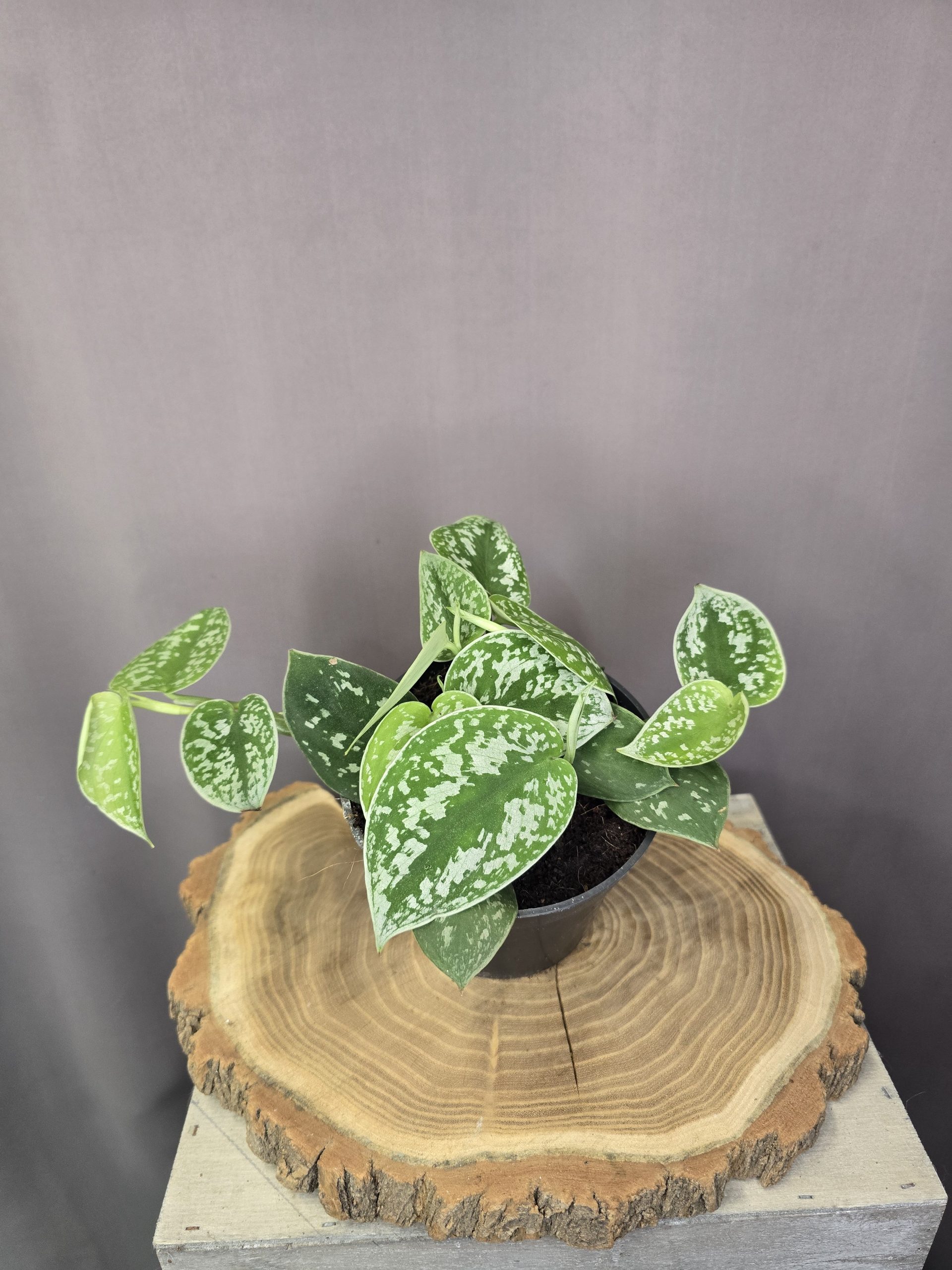 Scindapsus pictus Argyraeus szobanövény ezüstösen mintázott levelű futónövény cserépben