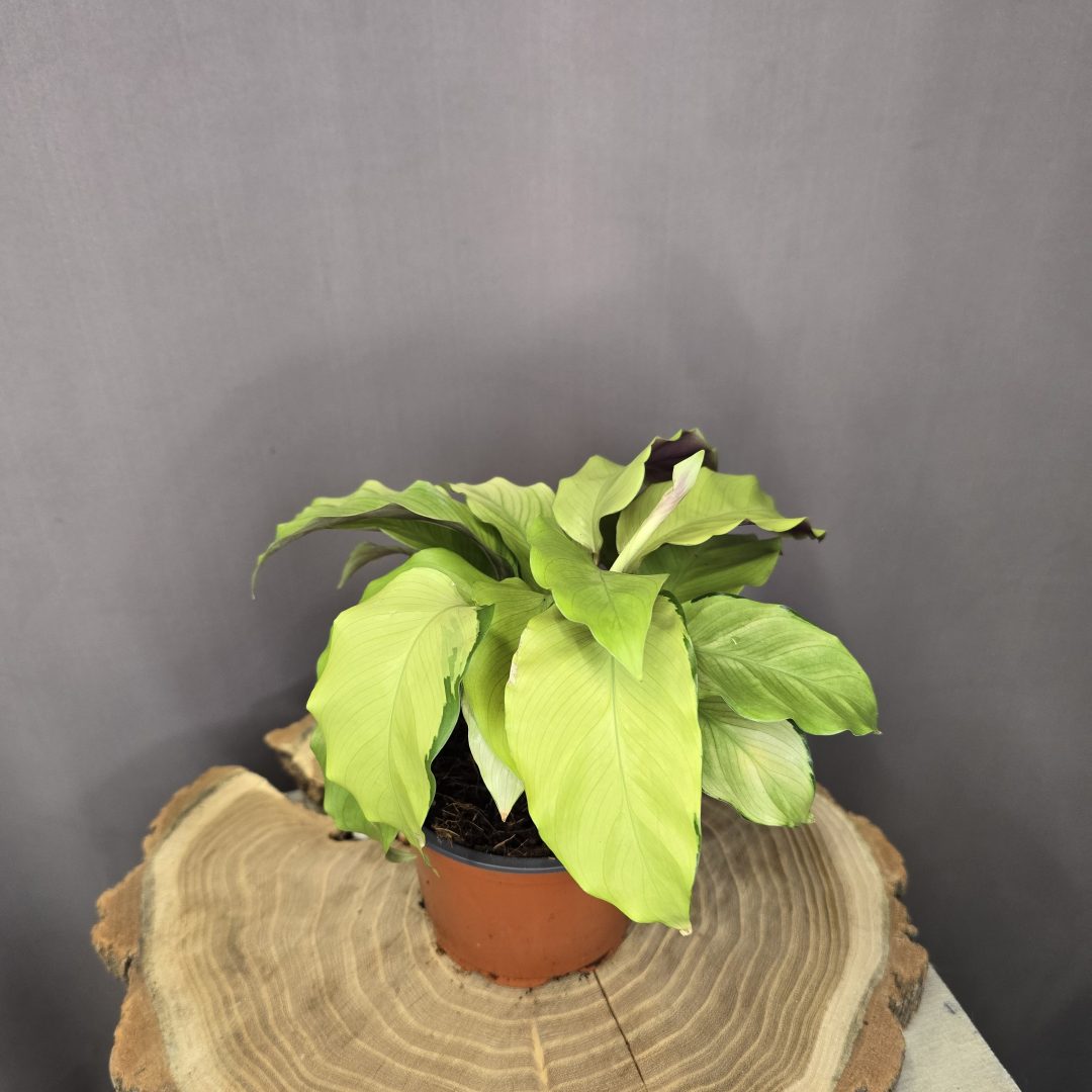 Calathea Yellow Fusion szobanövény sárga-zöld mintázatú különleges lombbal cserépben