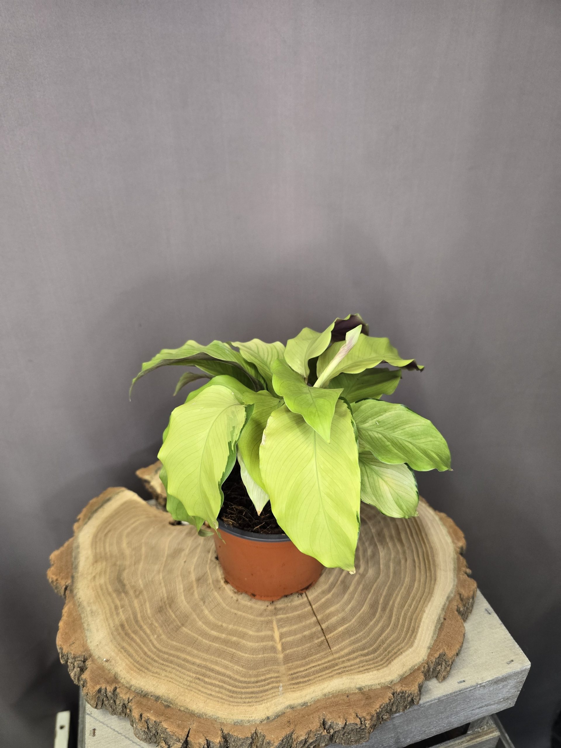 Calathea Yellow Fusion szobanövény sárga-zöld mintázatú különleges lombbal cserépben