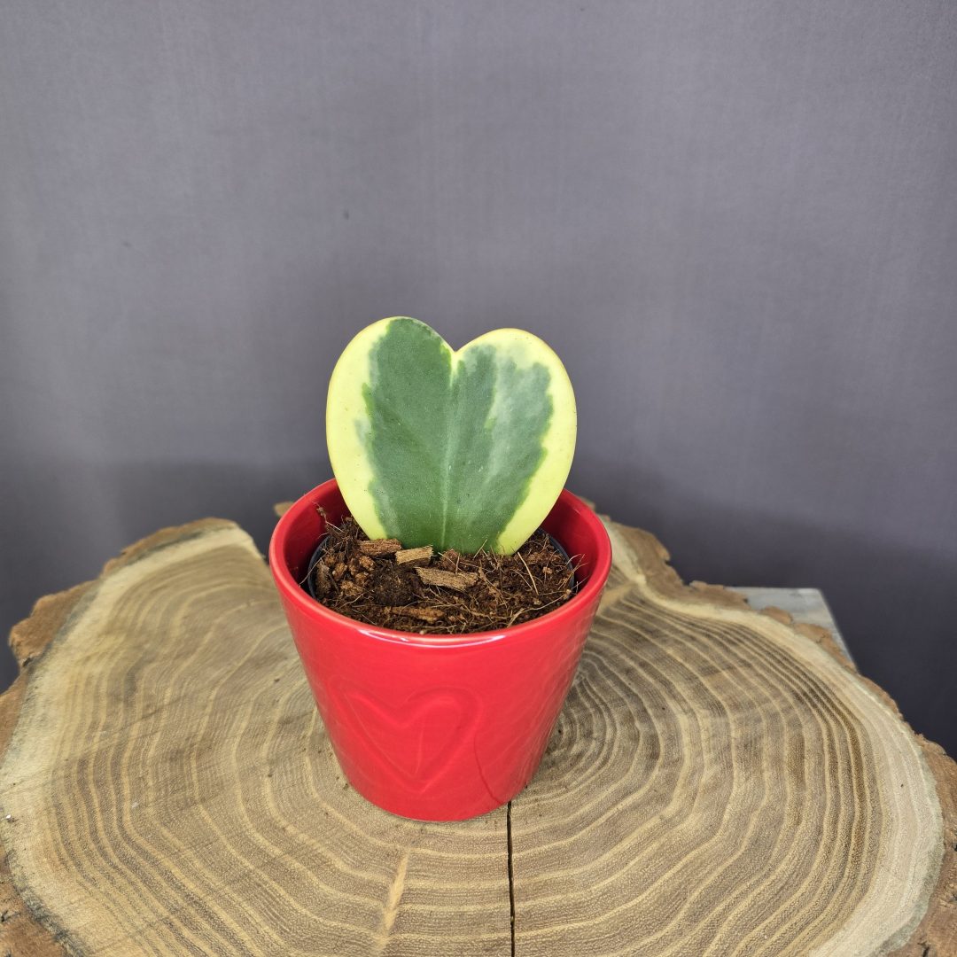 Hoya kerrii Variegata kerámia kaspóban tarka levelű szív alakú dísznövény