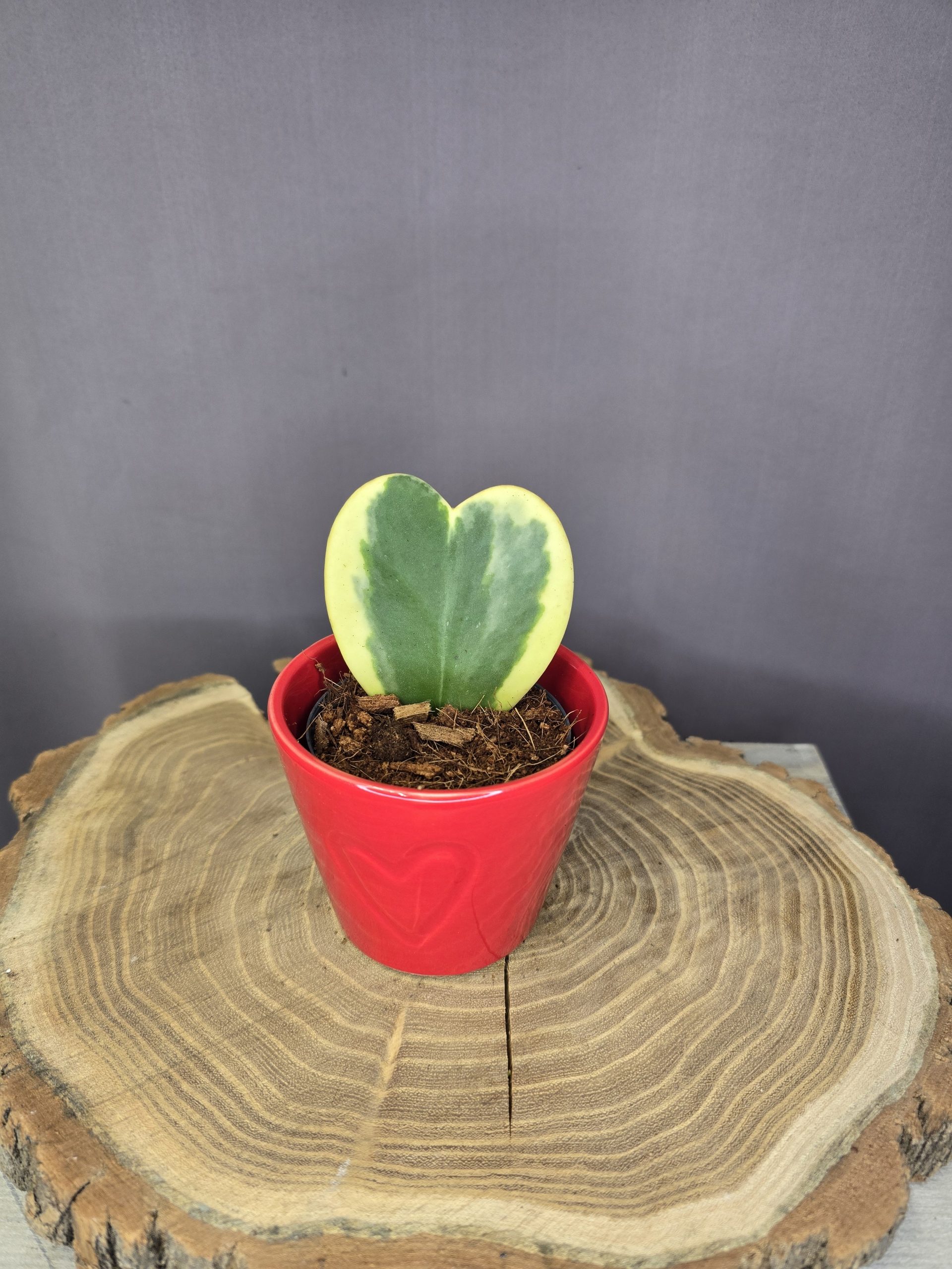 Hoya kerrii Variegata kerámia kaspóban tarka levelű szív alakú dísznövény