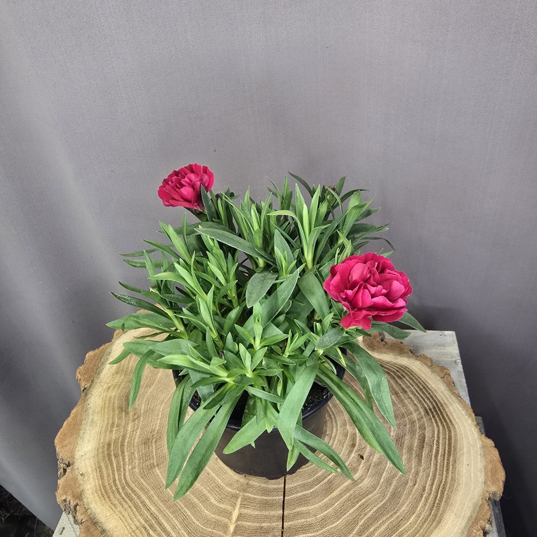 Illatos szegfű Dianthus caryophyllus színes, fodros virágú dísznövény