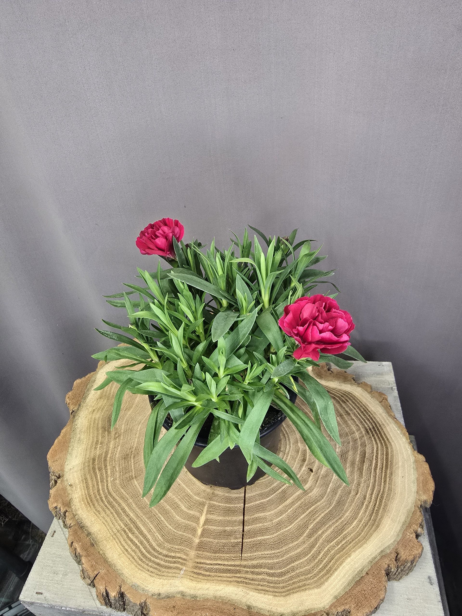 Illatos szegfű Dianthus caryophyllus színes, fodros virágú dísznövény