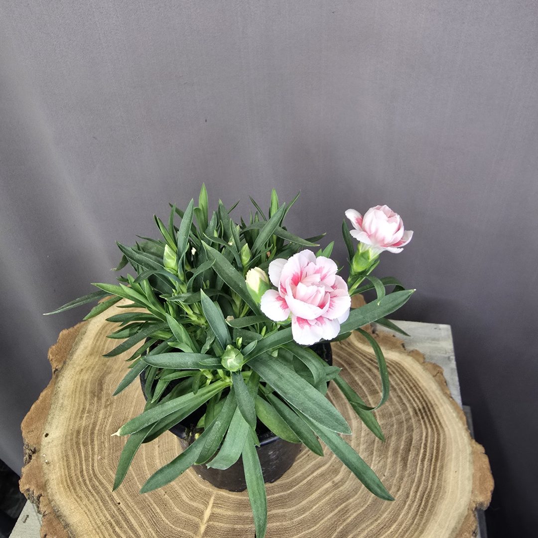 Illatos szegfű Dianthus caryophyllus színes, fodros virágú dísznövény