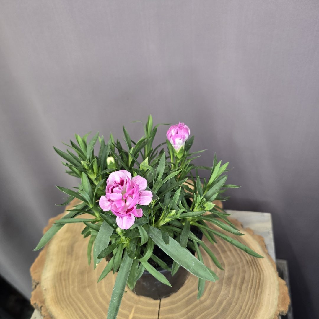 Illatos szegfű Dianthus caryophyllus színes, fodros virágú dísznövény