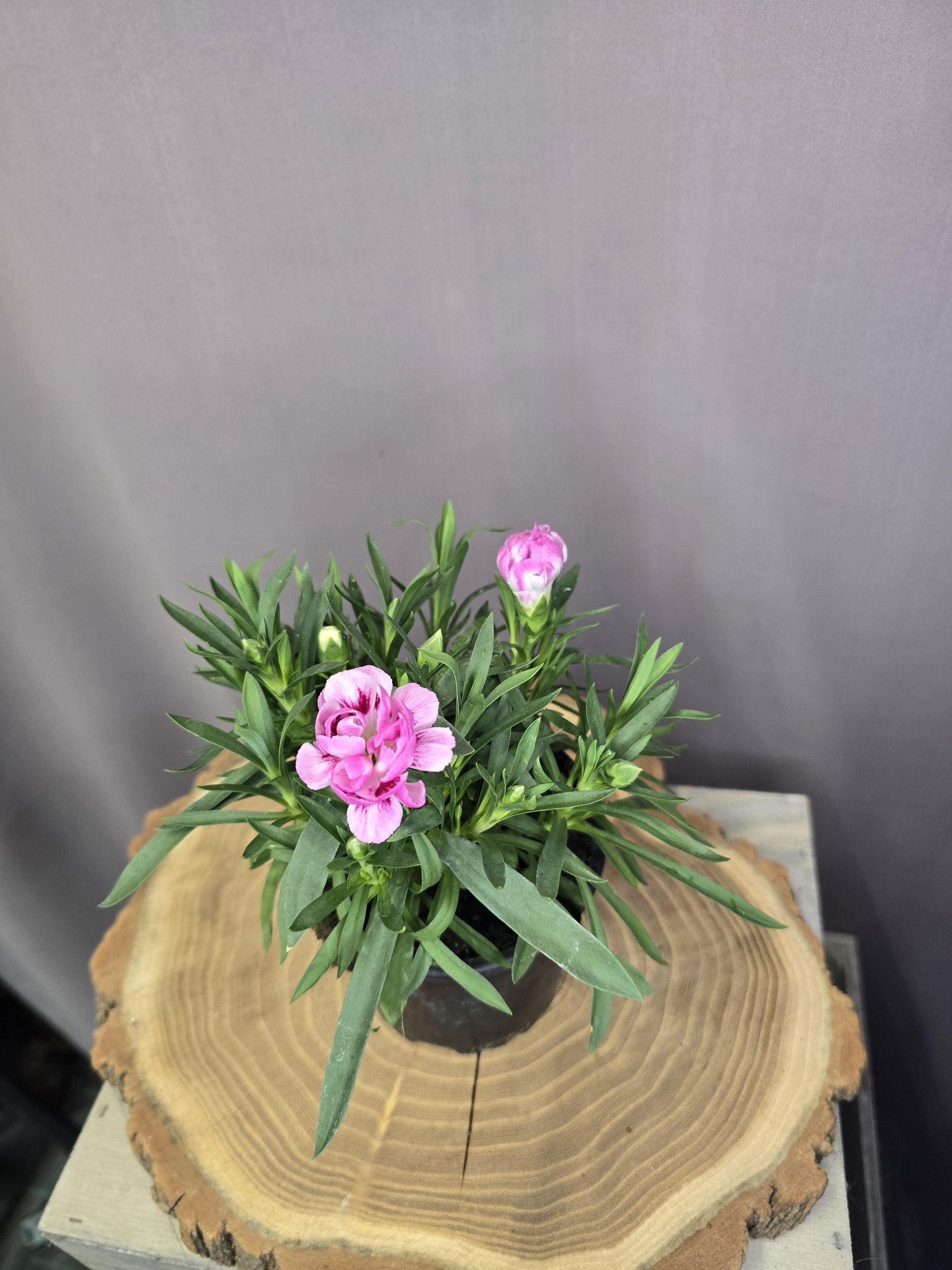 Illatos szegfű Dianthus caryophyllus színes, fodros virágú dísznövény