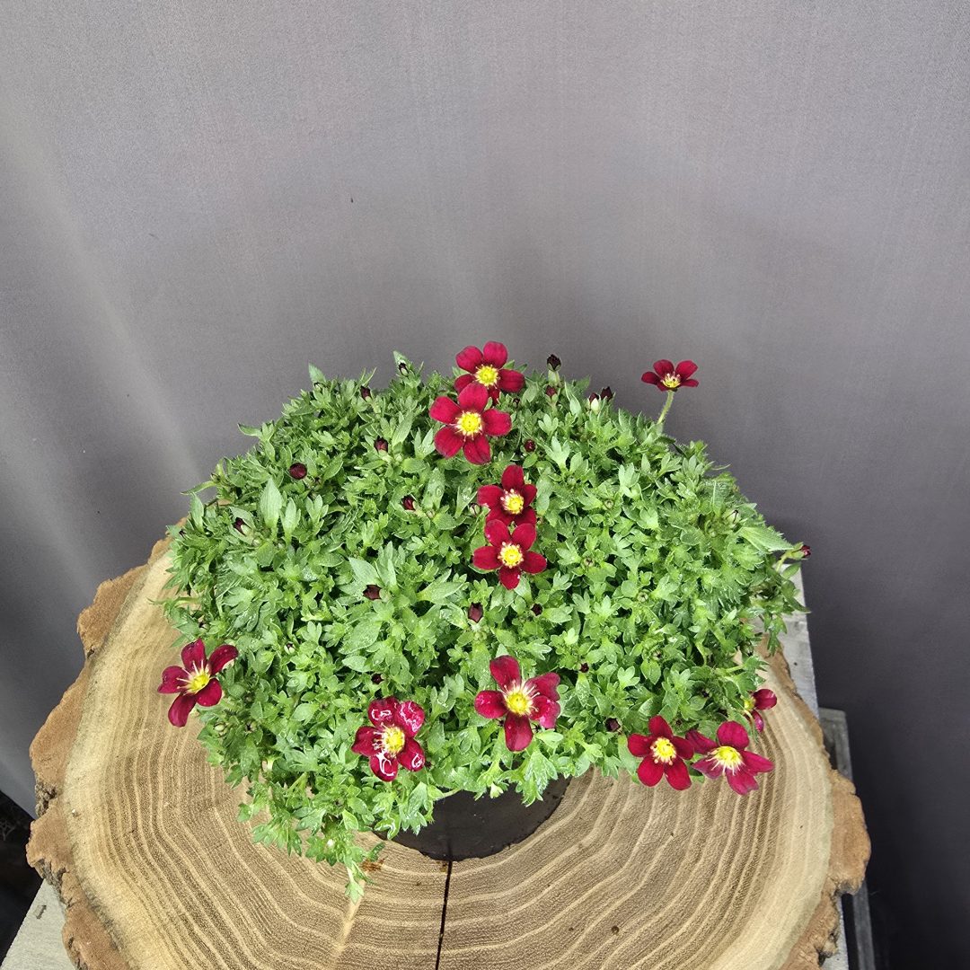 Saxifraga kőtörőfű szobanövény apró levelű, csüngő indás dísznövény cserépben