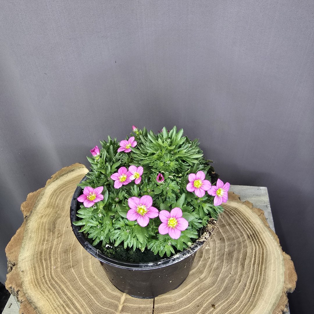 Saxifraga kőtörőfű szobanövény apró levelű, csüngő indás dísznövény cserépben