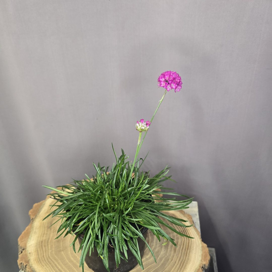 Tengerparti pázsitszegfű Armeria maritima rózsaszín virágú, alacsony évelő dísznövény