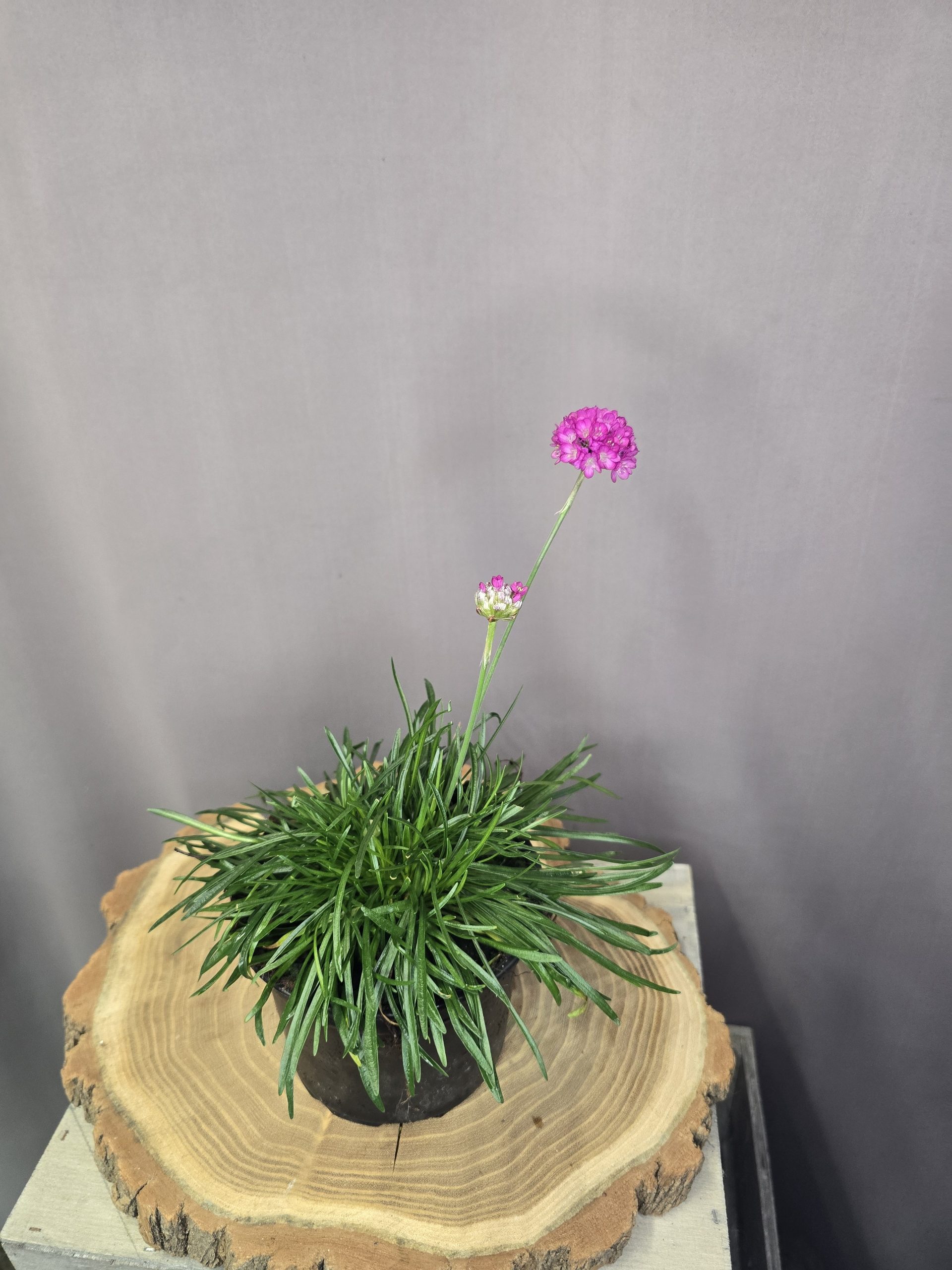 Tengerparti pázsitszegfű Armeria maritima rózsaszín virágú, alacsony évelő dísznövény