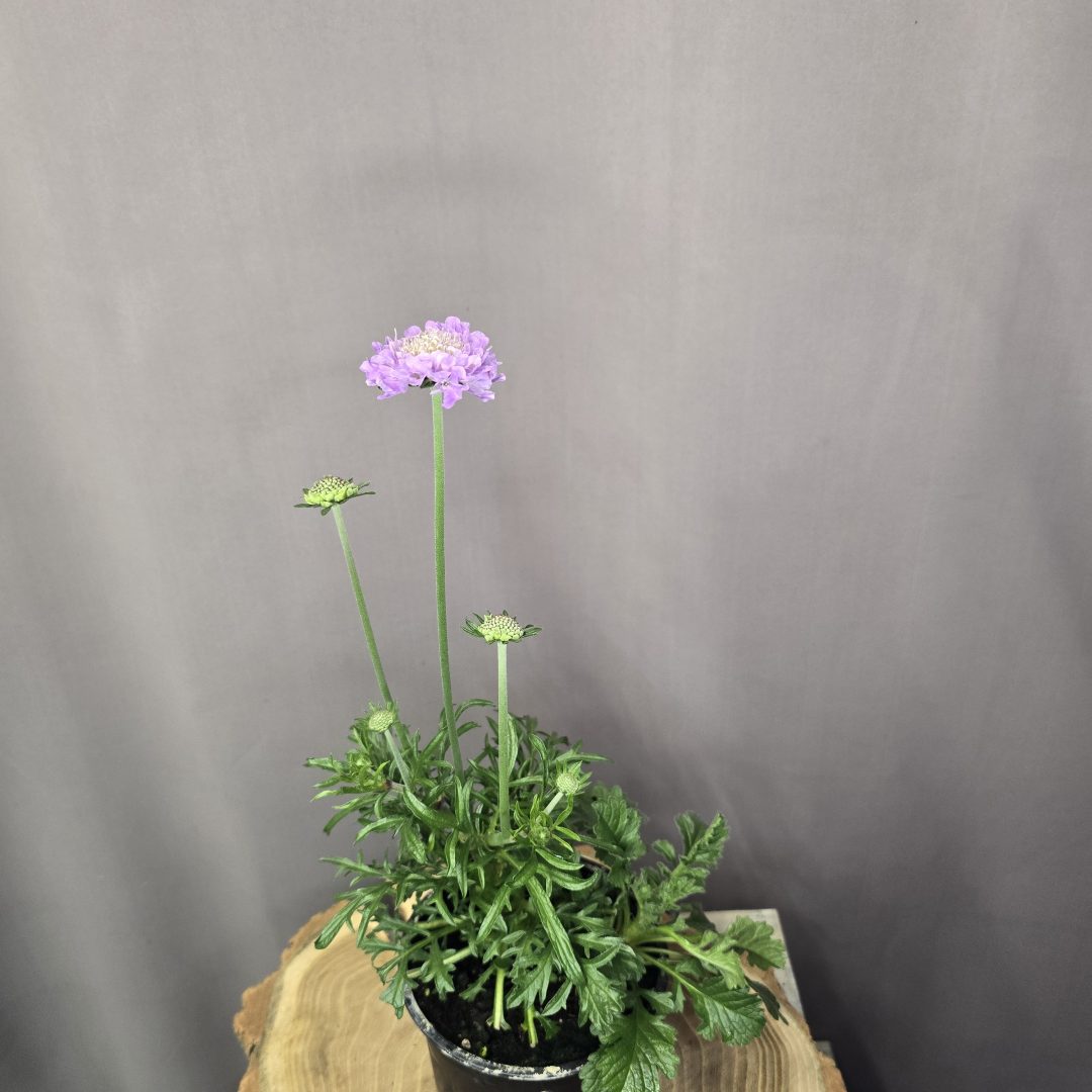 Ördögszem Scabiosa Butterfly Blue kékeslila virágú évelő dísznövény