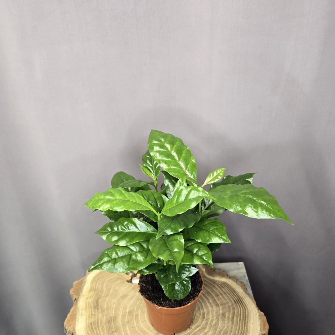 Coffea arabica kávécserje fényes levelű, egzotikus szobanövény cserépben