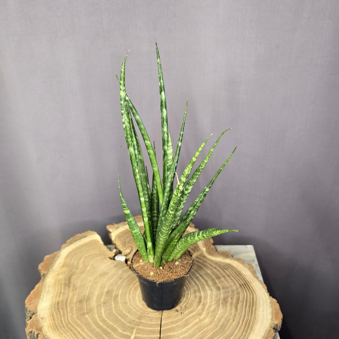 Sansevieria Comet Rocky Mountains keskeny levelű, márványozott mintázatú szobanövény cserépben