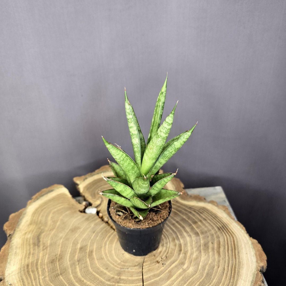 Sansevieria trifasciata Pineapple rozettás, kompakt anyósnyelv szobanövény cserépben