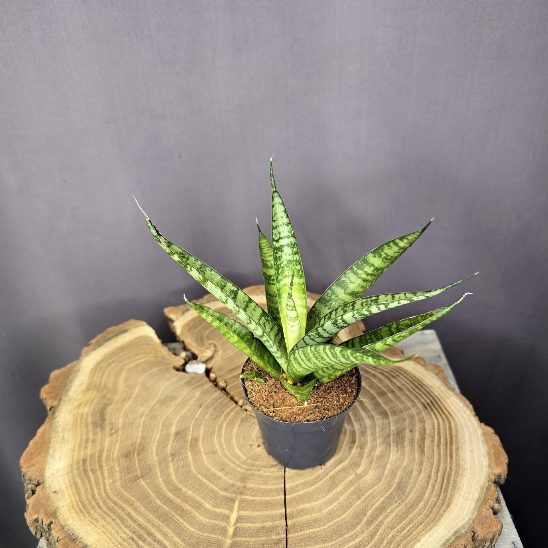 Sansevieria Silver Steel ezüstös levelű, modern anyósnyelv szobanövény cserépben