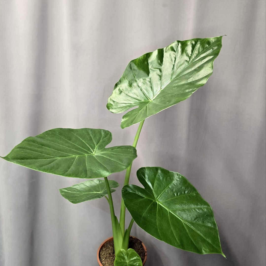 Alocasia macrorrhiza szobanövény nagy, fényes levelű egzotikus dísznövény cserépben