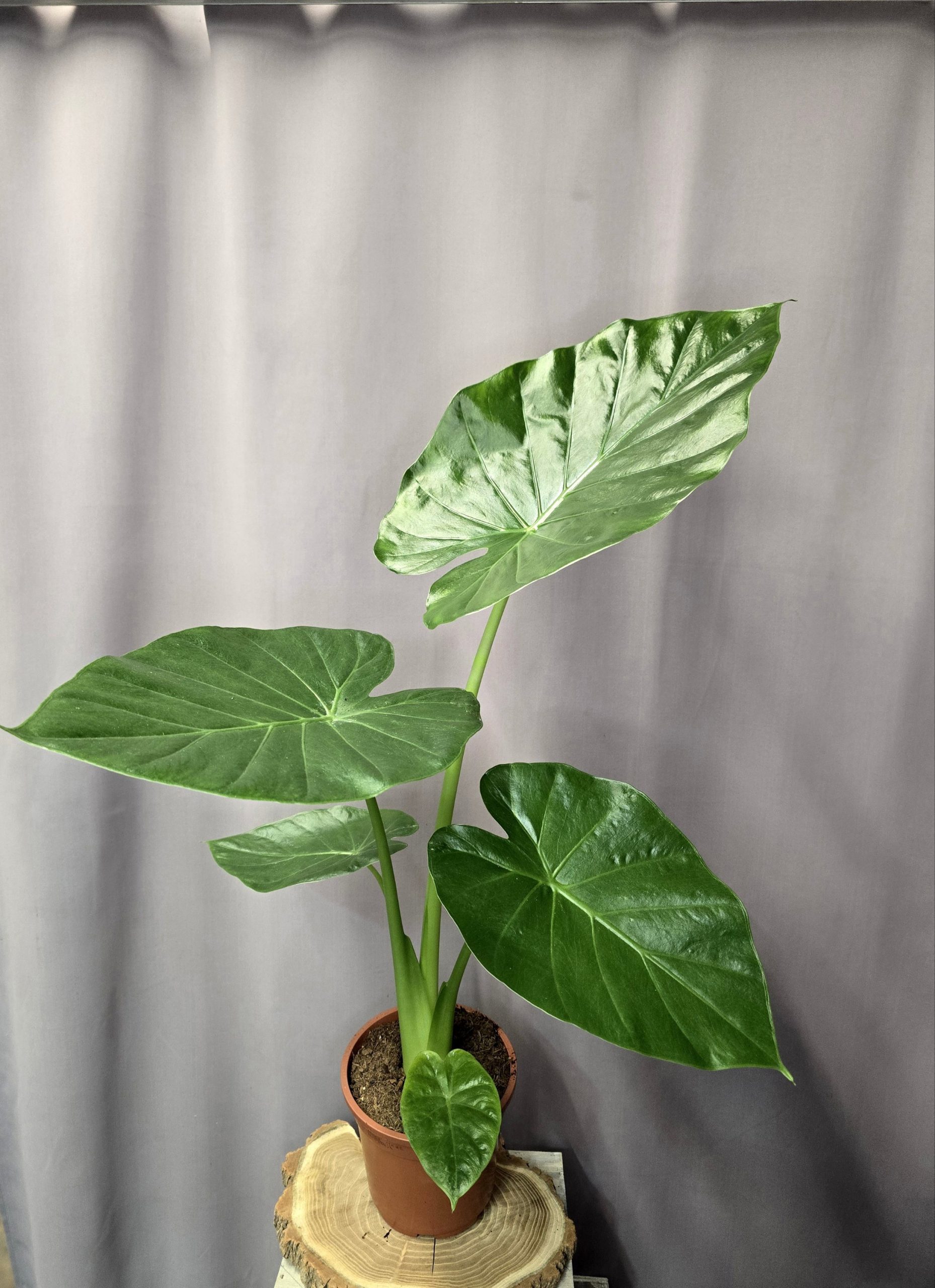 Alocasia macrorrhiza szobanövény nagy, fényes levelű egzotikus dísznövény cserépben