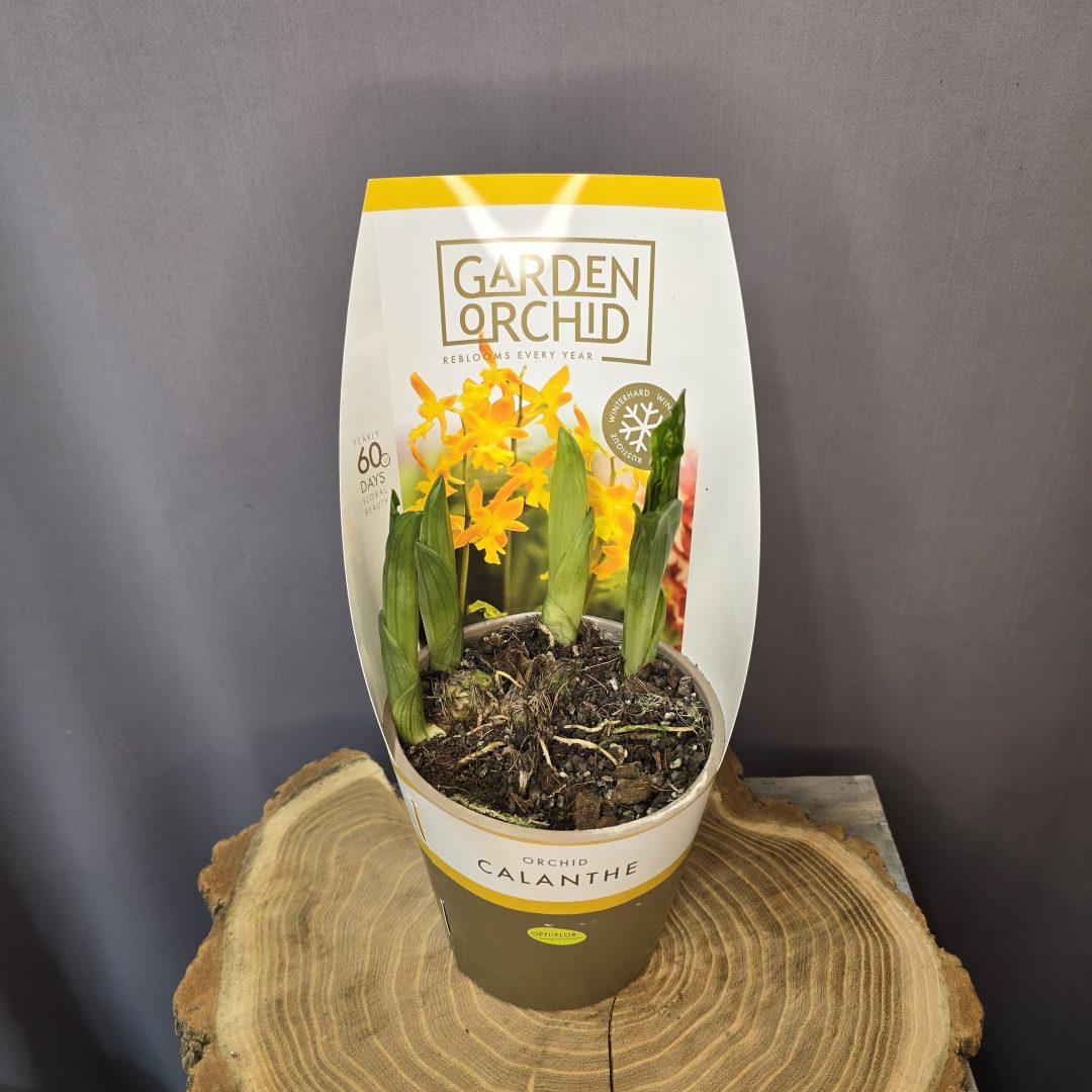 Évelő kerti orchidea - Calanthe yellow