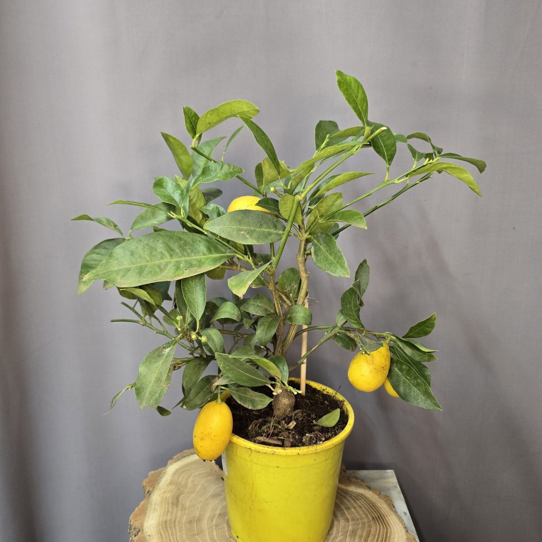 Citrus floridana 'Limequat'
