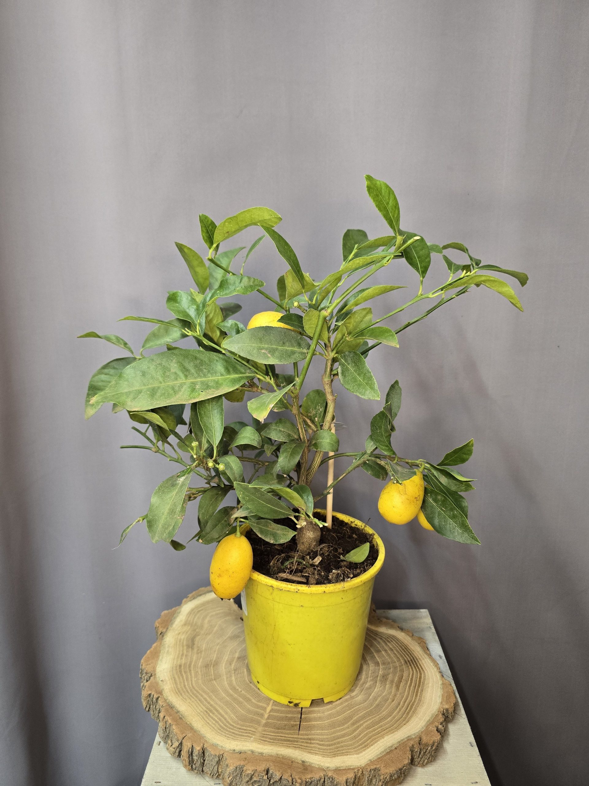 Citrus floridana 'Limequat'