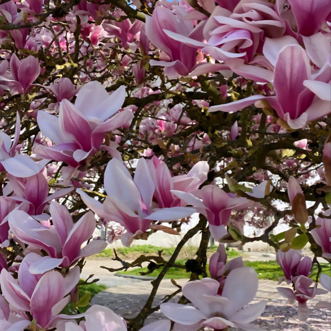 Magnolia 'Soulangeana'