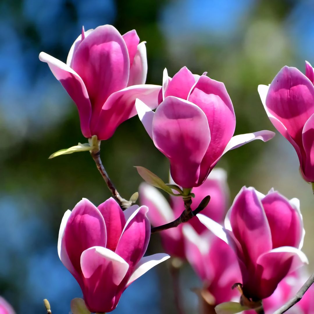 Magnolia 'Susan'