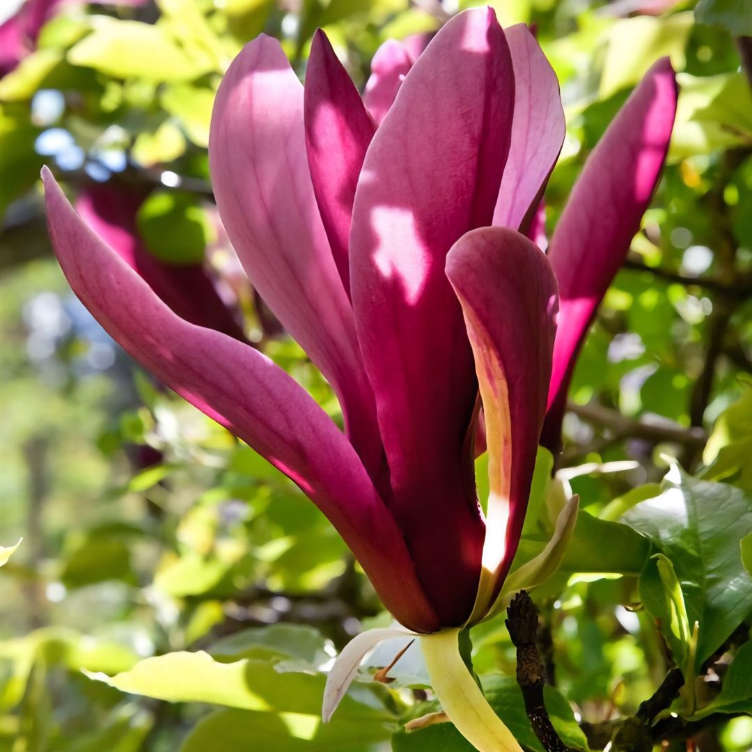 Magnolia liliiflora 'Nigra'