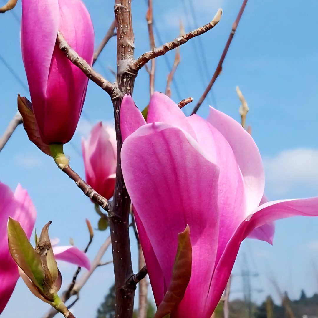 Magnolia 'Spectrum'