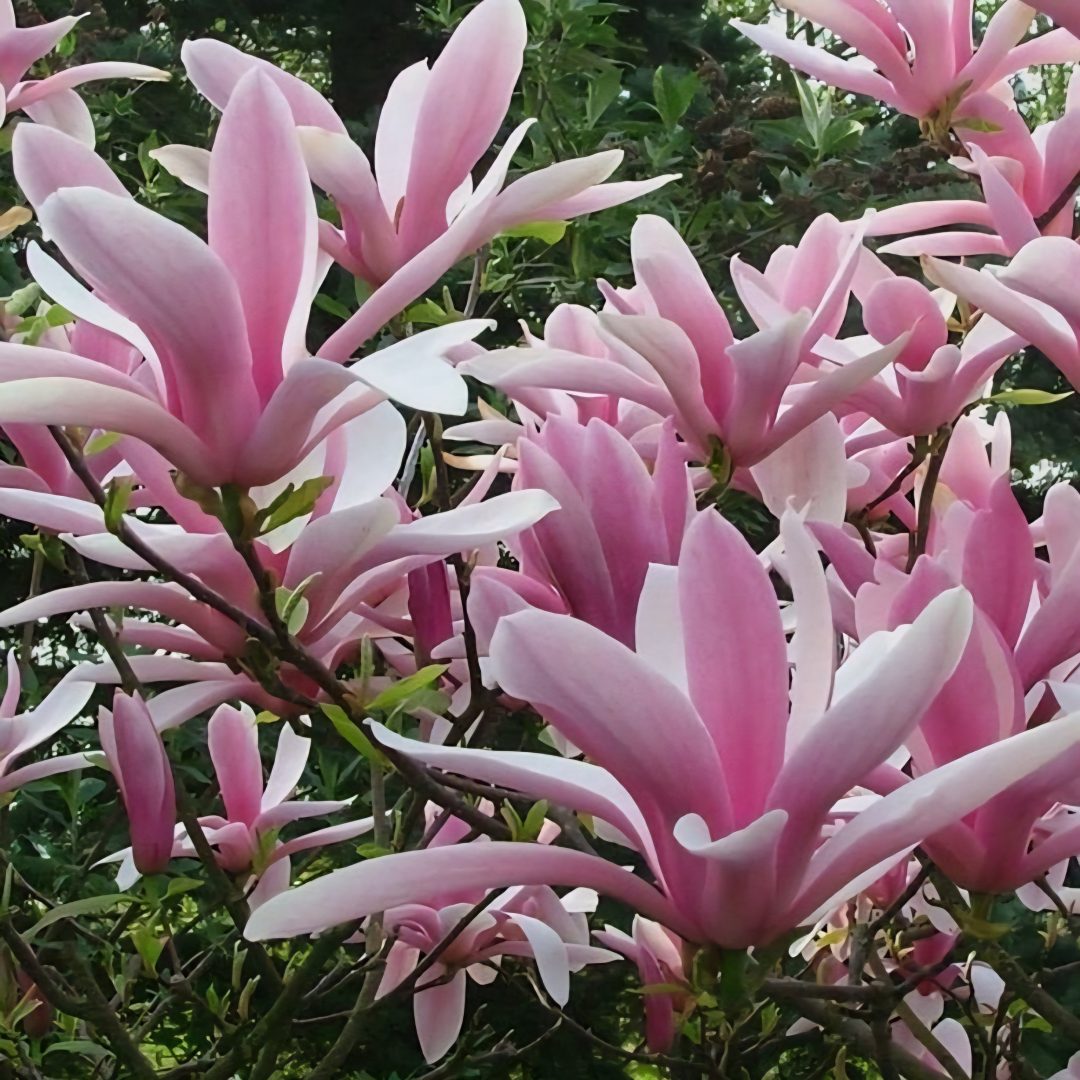 Magnolia 'George Henry Kern'