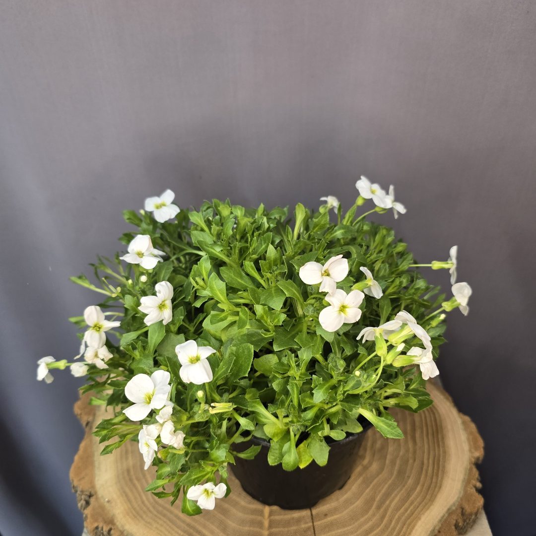 Pázsitviola - Aubrieta fehér