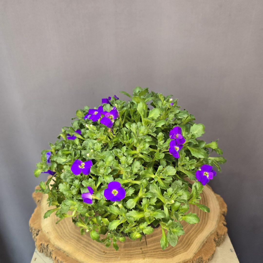 Pázsitviola - Aubrieta lila